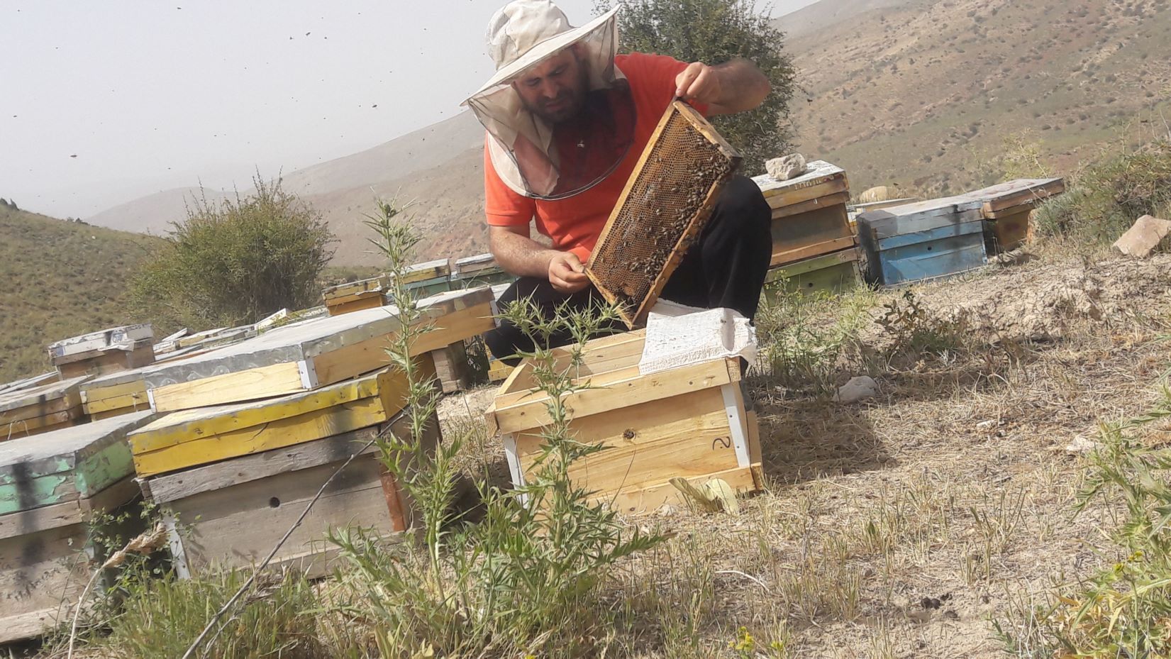 عسل طبیعی 